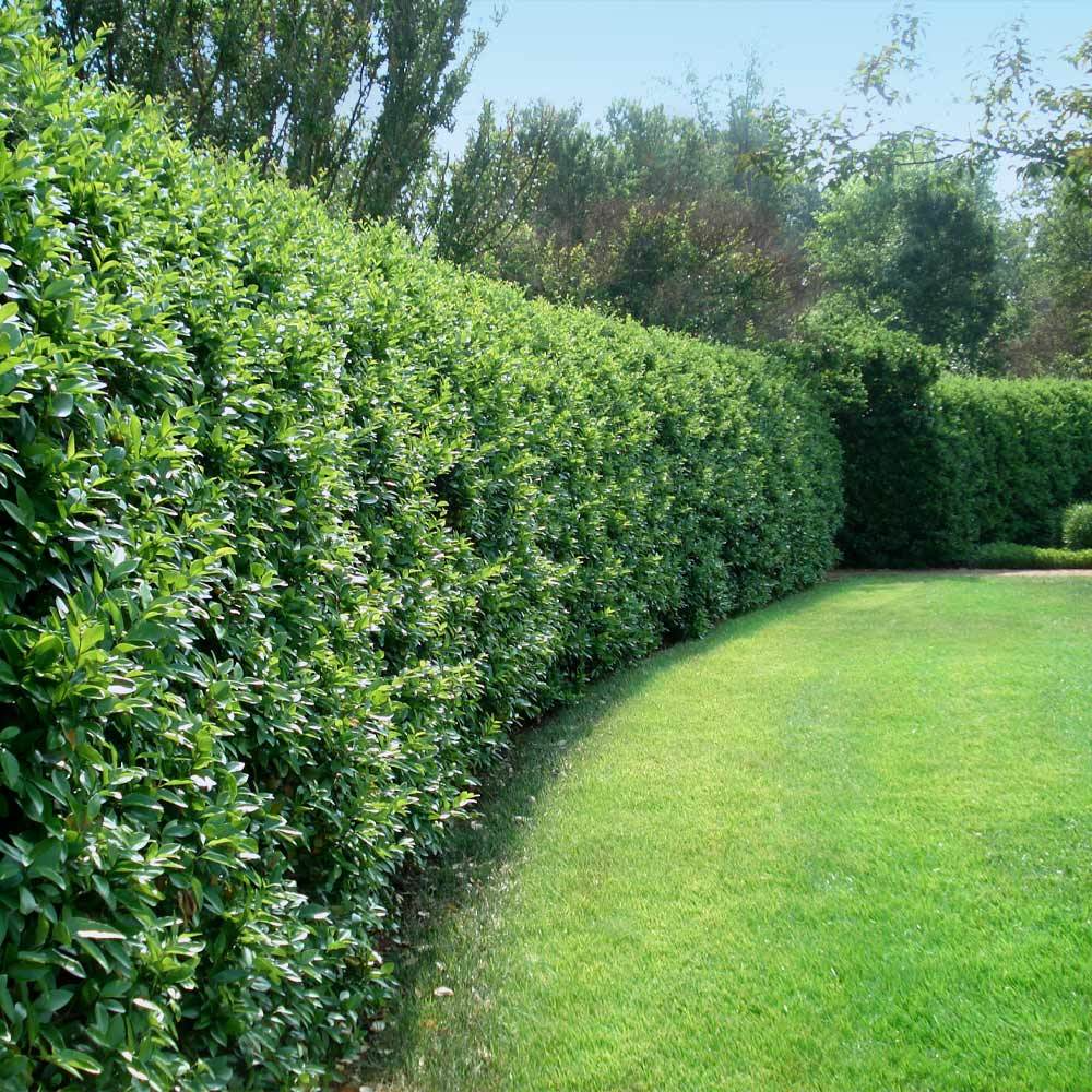 Ligustrum  (Ligustrum sp.)
